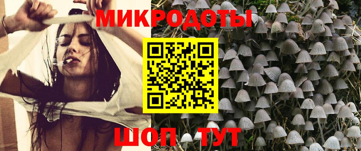 Псилоцибиновые грибы Psilocybe Звенигород